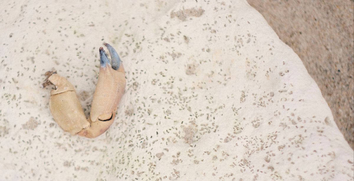 A small natural shell or clam shell piece with blue-tipped edges rests on a white porous stone over sandy ground with small rocks.
